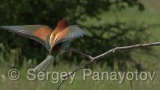Video of European Bee-eater - European Bee-eater in nest period in Bulgaria